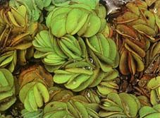 Salvinia auriculata