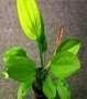 ECHINODORUS